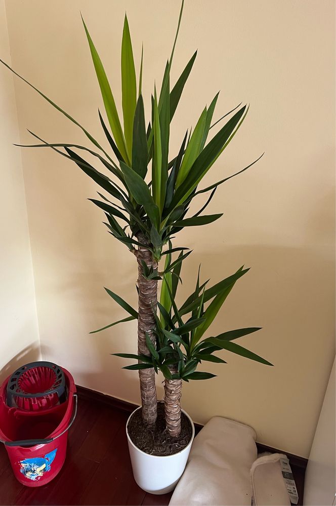 Yucca Elephantipes com vaso Ikea