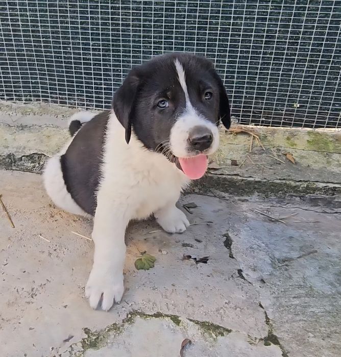 Cão Tipo Cão de Gado Transmontano