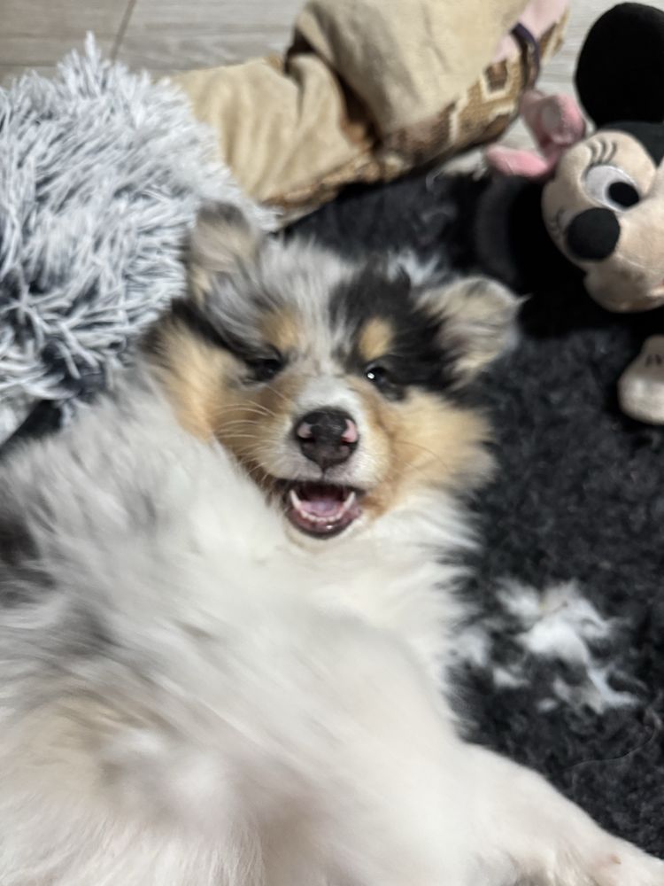 Owczarek szkocki collie FCI