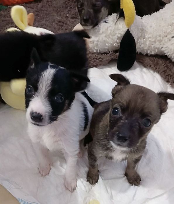 Шукаємо родину для цуценяток