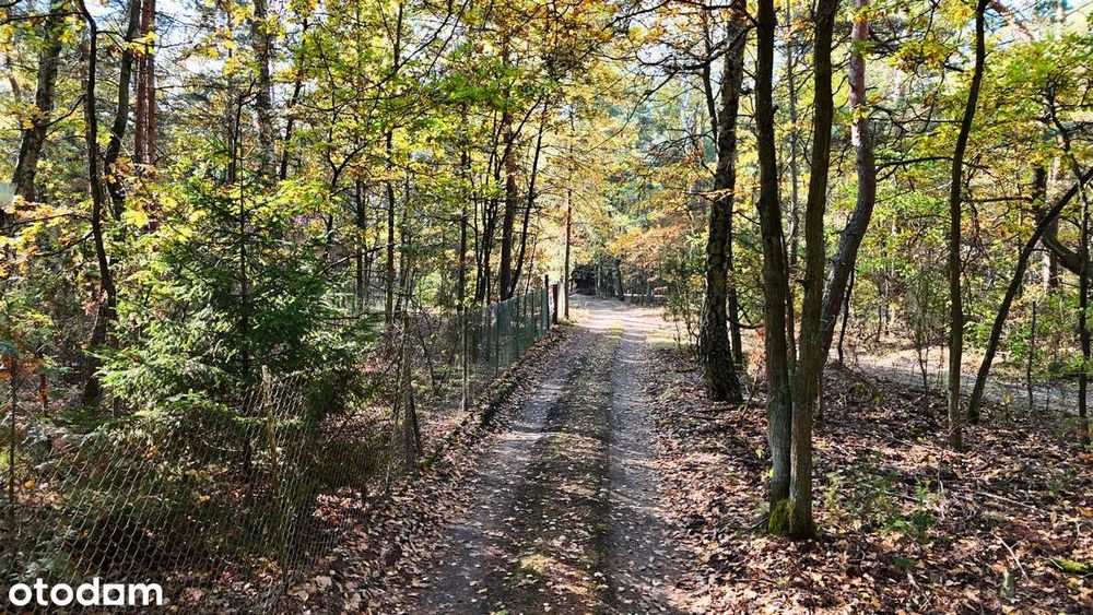 Działka budowlana w lesie