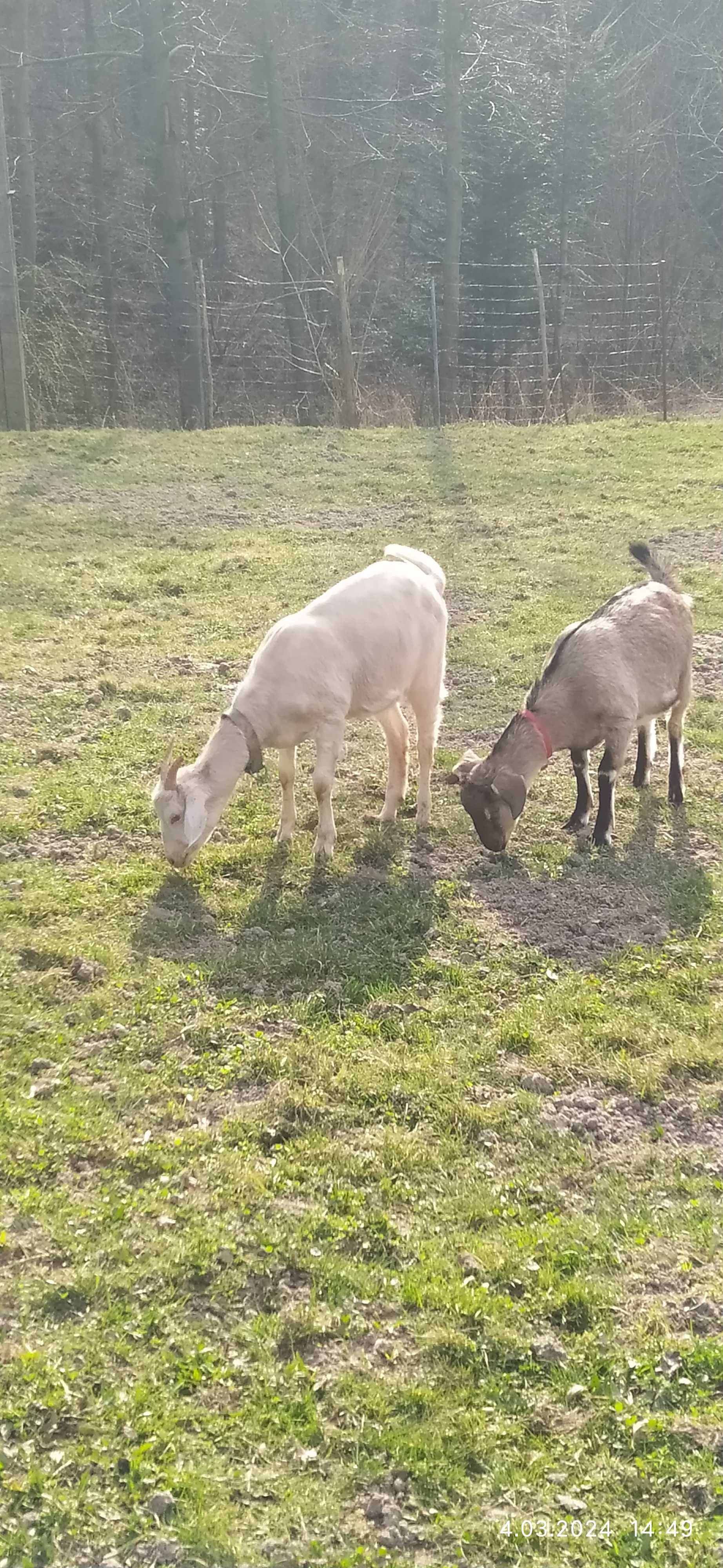 Kozy kilkumiesięczne