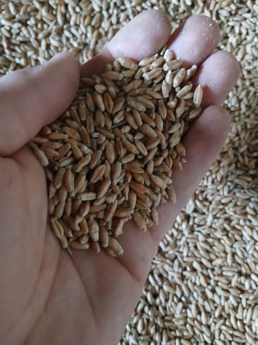 Pszenżyto z pierwszych żniw po centrali