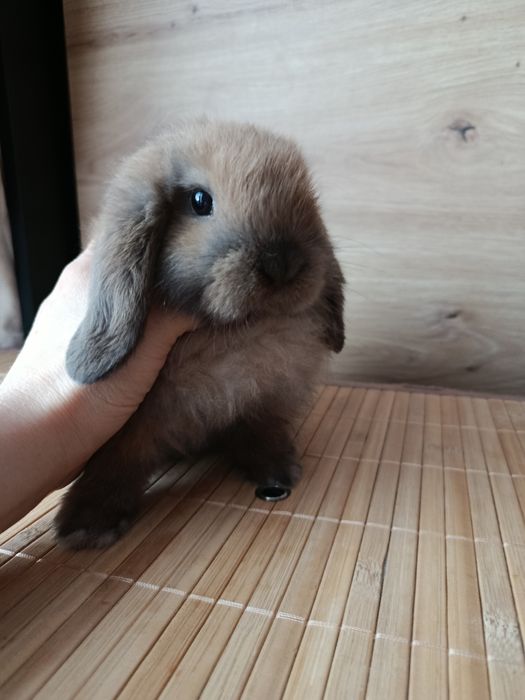 Mini lop królik króliczki baranki kłapouszki legalna hodowla