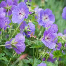 Geranium Rozanne