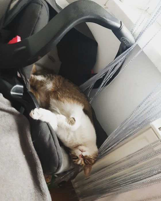 Zaginęła kotka Fela