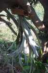 Planta Corno de veado