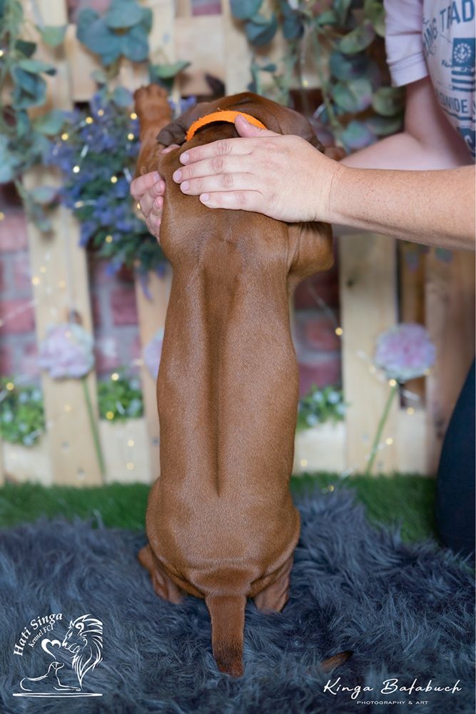 Rhodesian Ridgeback suczka Ślask standardowa śliczna dziewczynka