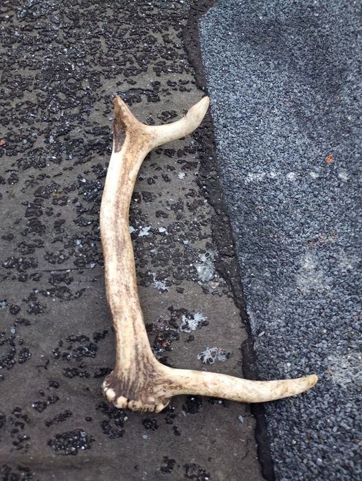 Poroża Jelenia 3 sztuki