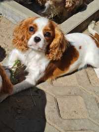 Cavalier King Charles Spaniel *Dziewczynka*  ZKwP  (FCI)