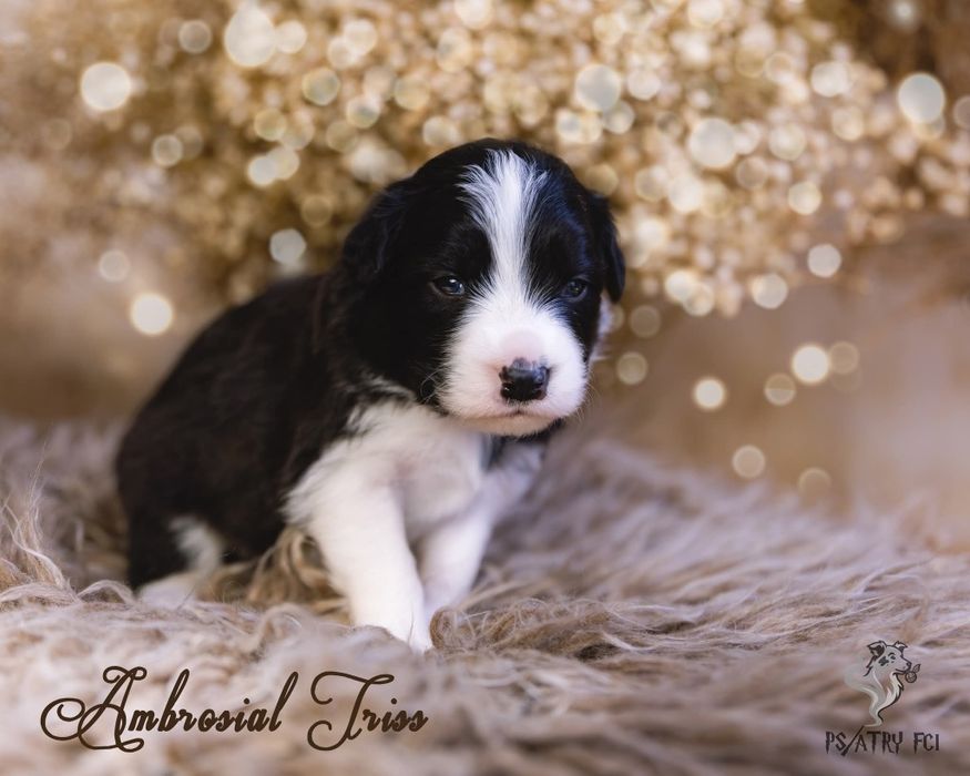 Psiatry FCI Border Collie suczka czarno biała