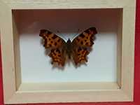 Motyl w ramce 10 x 8 cm . Polygonia c-album L. - Rusałka ceik