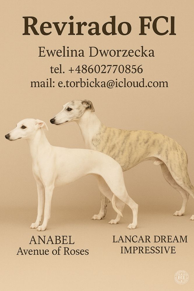 Whippet samiec ZKwP Revirado FCI gotowy do odbioru