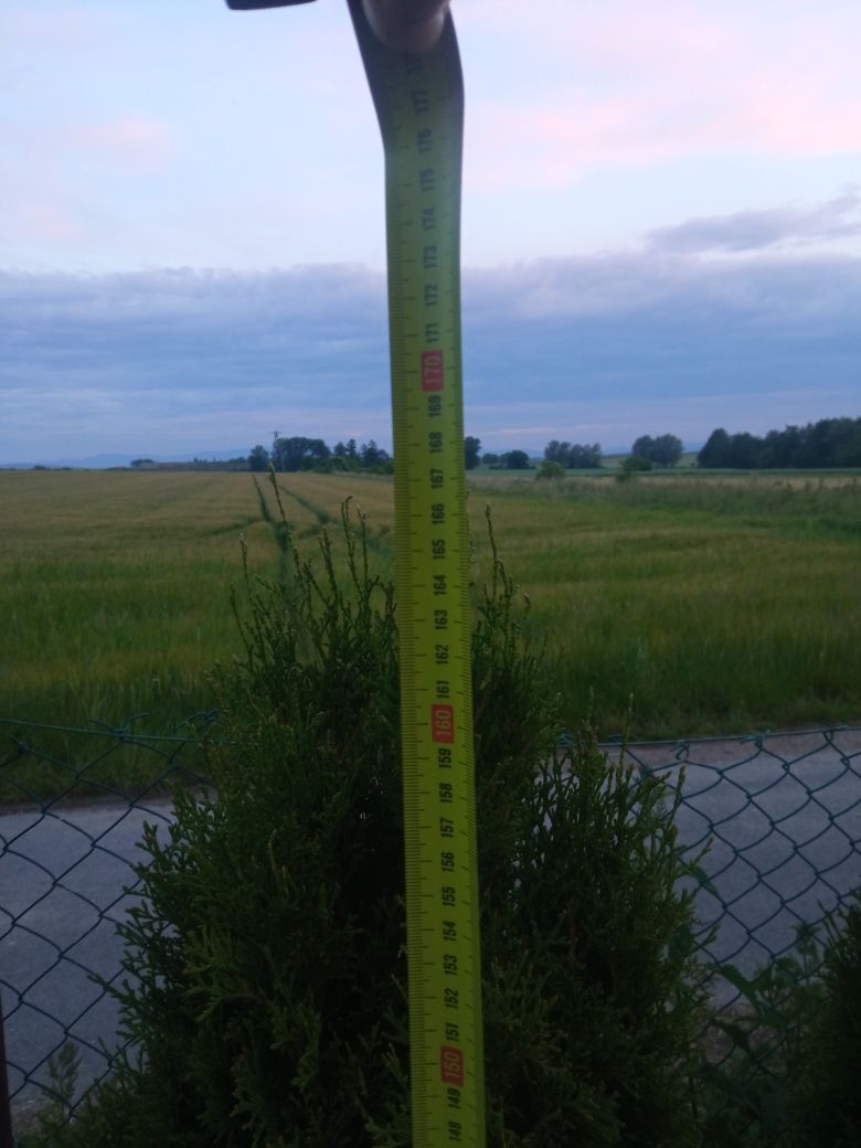 Tuja szmaragd 160/180 cm