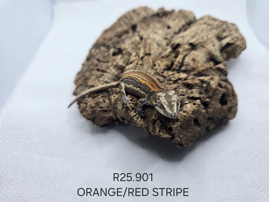 Gekon nie orzęsiony