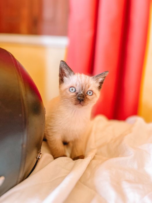 Gatinhos siamês bebes