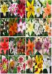 cebulki Lilii MIX 100 sztuk Wyprzedaż