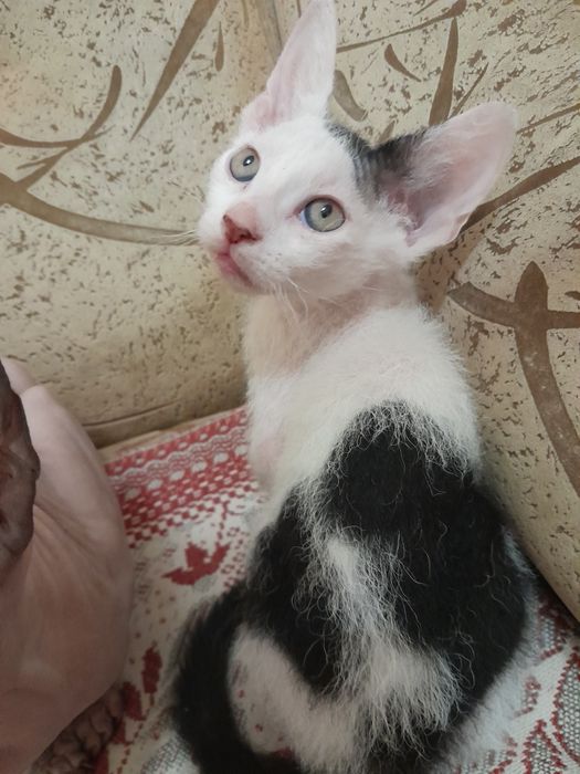 Кошенята від донського сфінкса