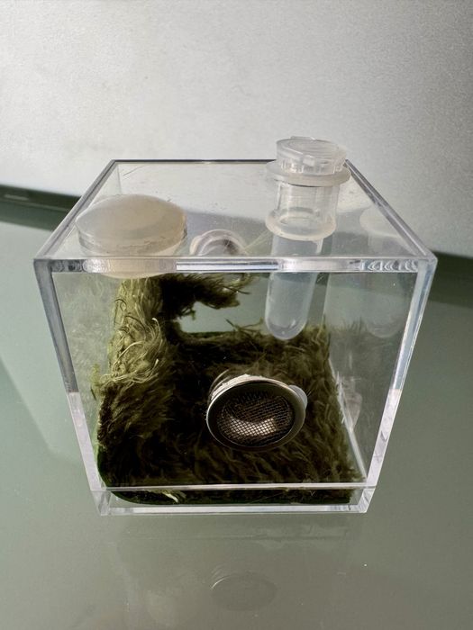 Kit Terrário para aranhas, répteis, insectos etc.