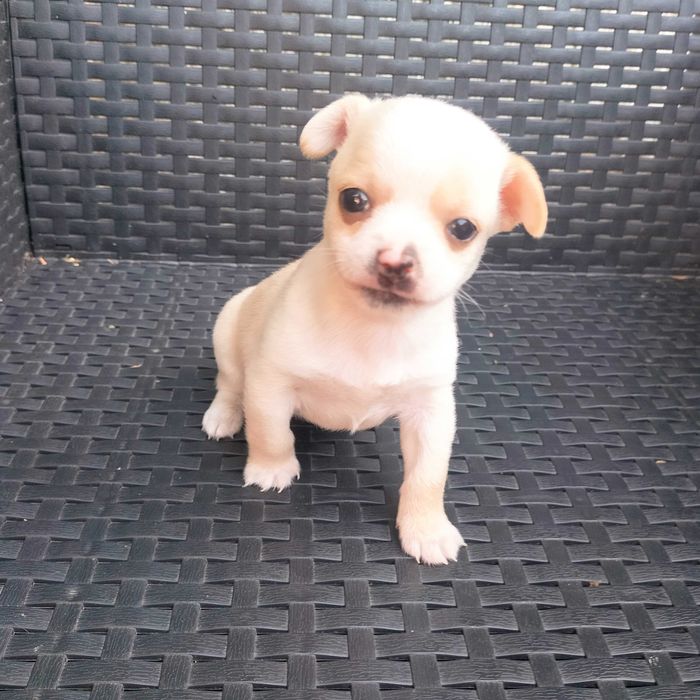Chihuahua miniatura macho