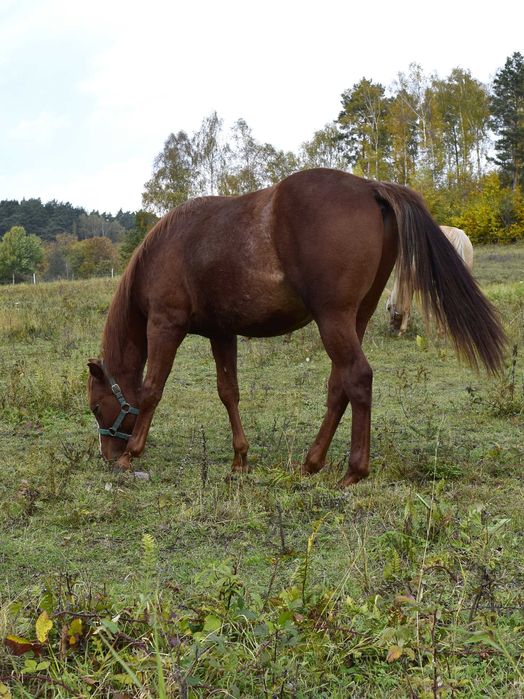 Ogierek 1,5 roku APH American Paint Horse