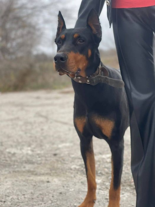 Найдена собака пгт Томаковка-Запорожье