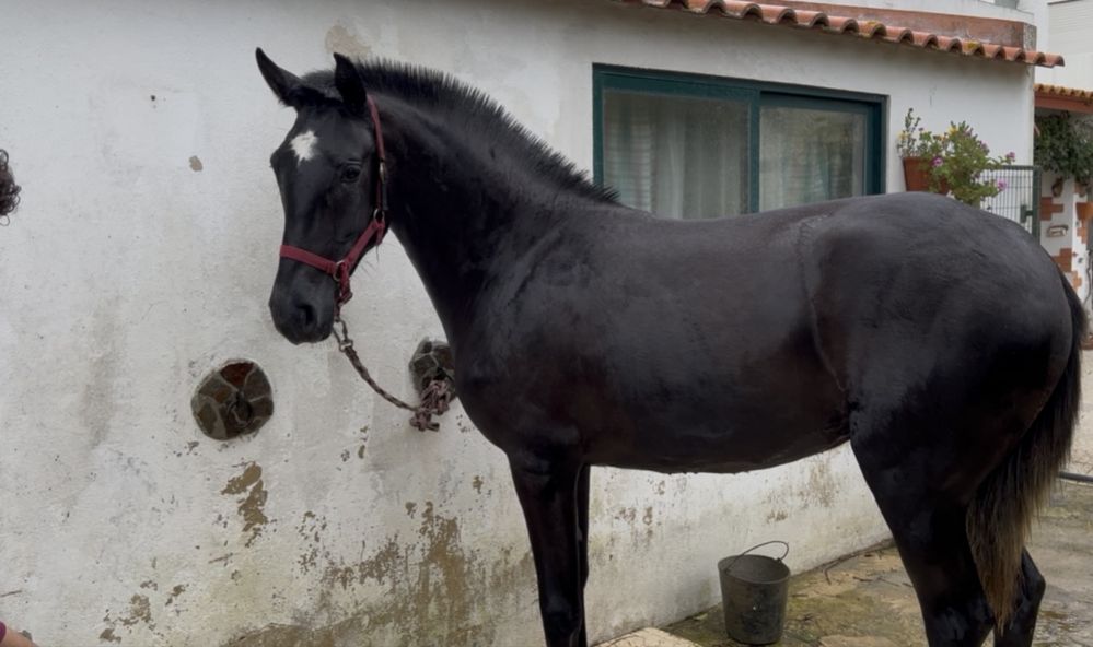 Vende-se expecional Poldra PSL