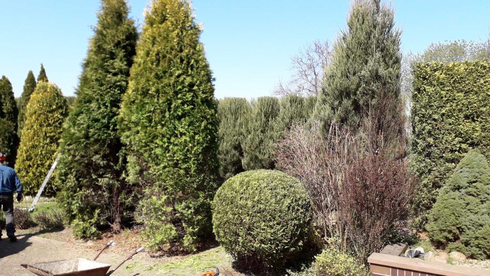 cięcie żywopłotów Formowanie krzewów ozdobnych pielęgnacja ogrodu