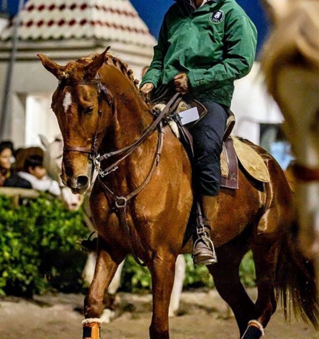 Egua de 5 anos com papeis