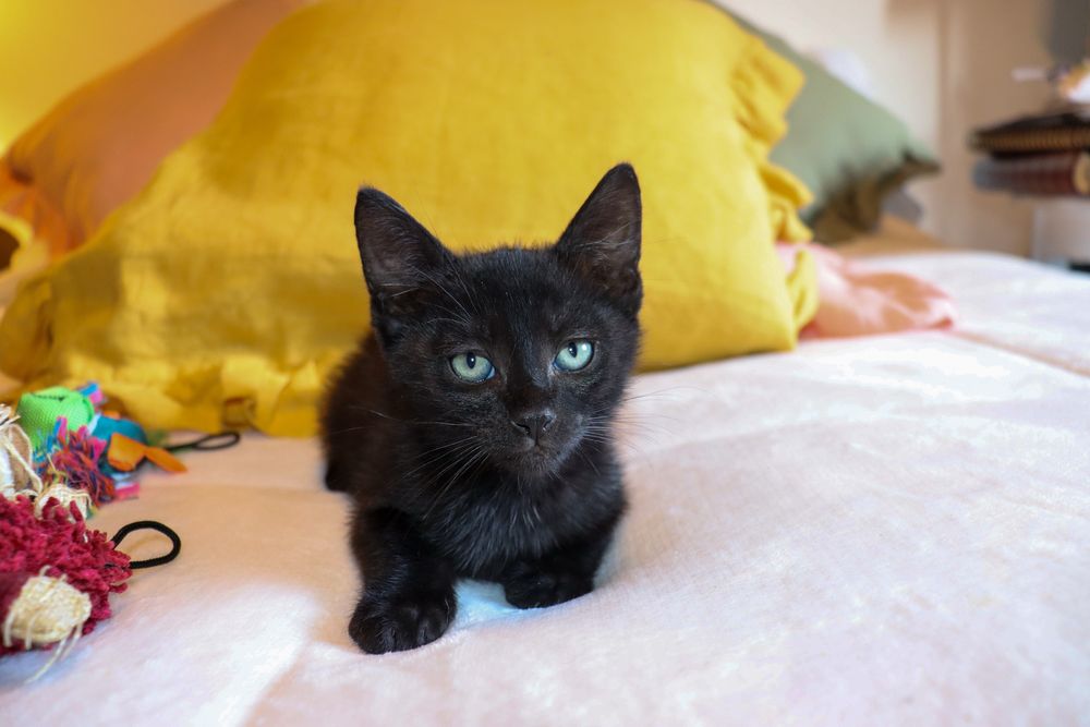 Gatinhos para adoção