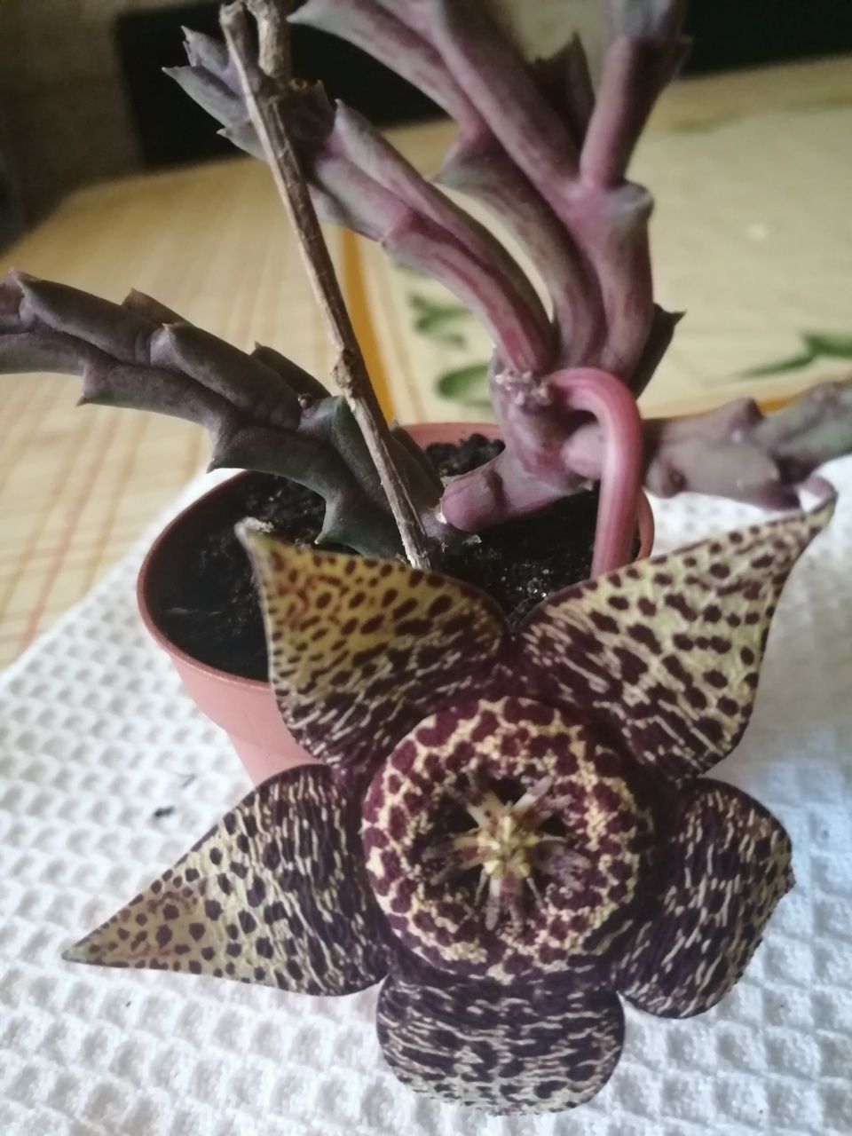 Suculenta em flor.