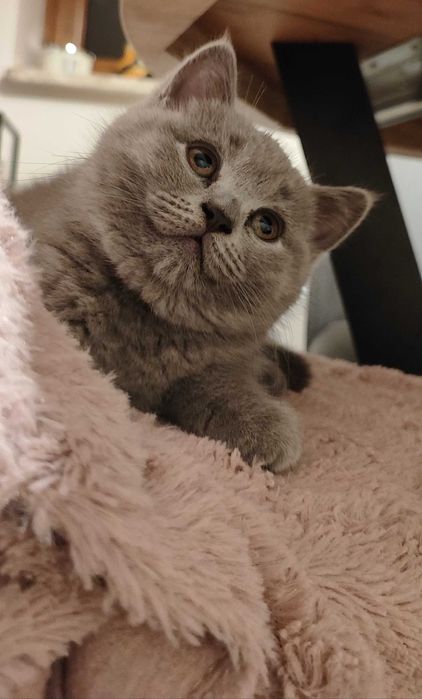 Śliczna kotka brytyjska