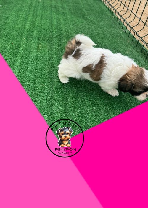 Shih Tzu de excelente linhagem