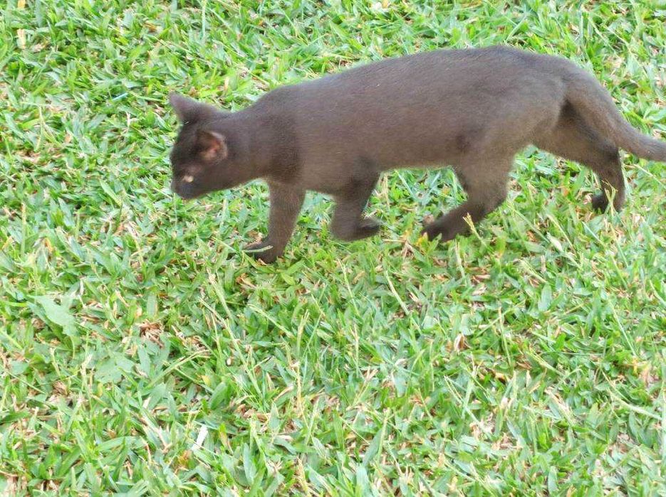 Doam-se gatinhos meigos e dóceis com pouco mais de 3 meses