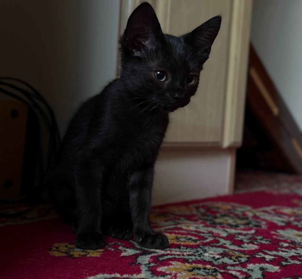 Кошенята шукають родину
