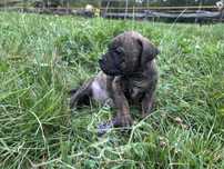 Cane corso do odbioru poczatek wrzesnia