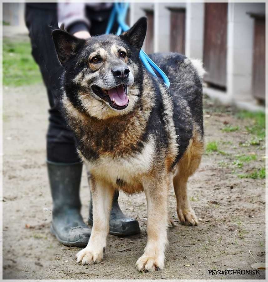 Zeus- duży psiak do pokochania. Pies do adopcji