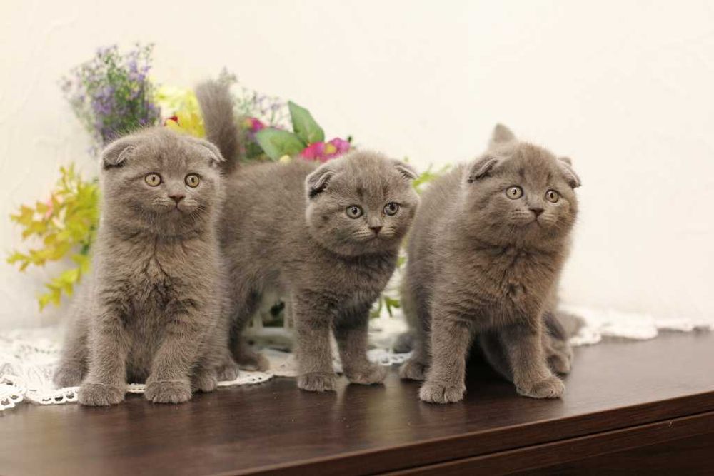 Котята шотландские вислоухие