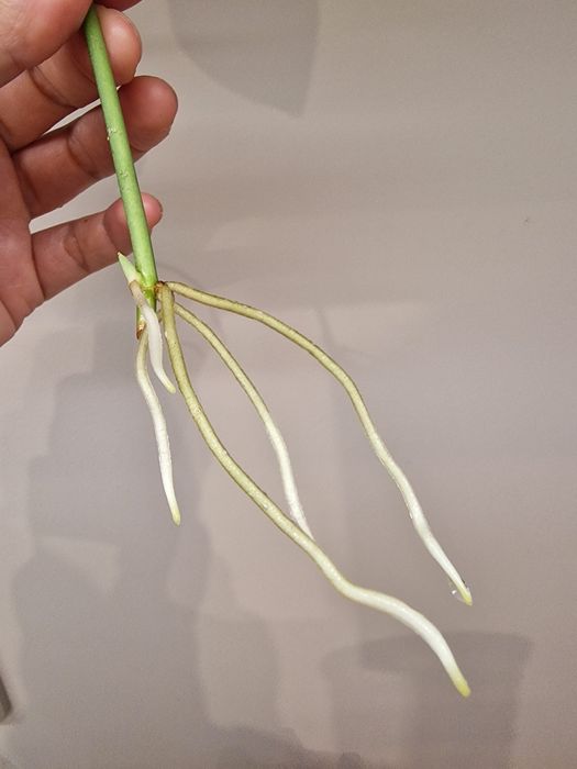 Scindapsus NOID ukorzeniona sadzonka