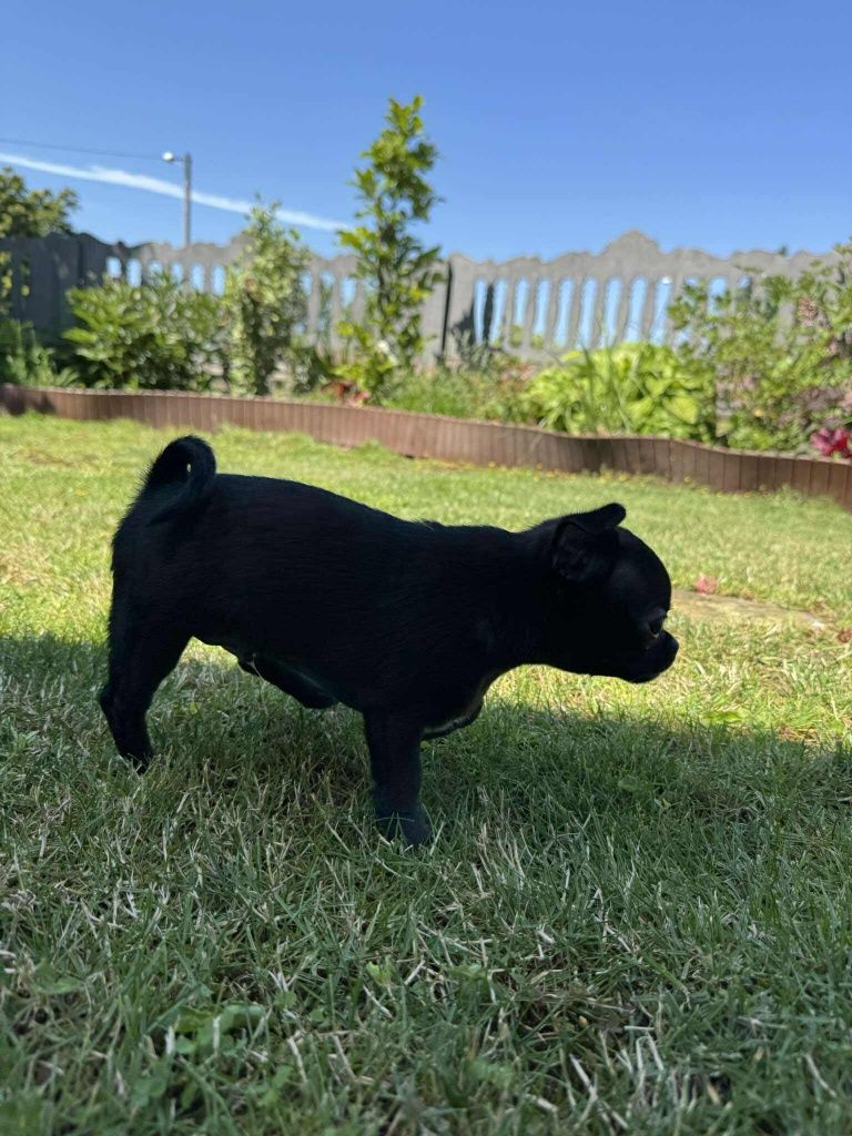 Piesek Chihuahua gotowy do odbioru