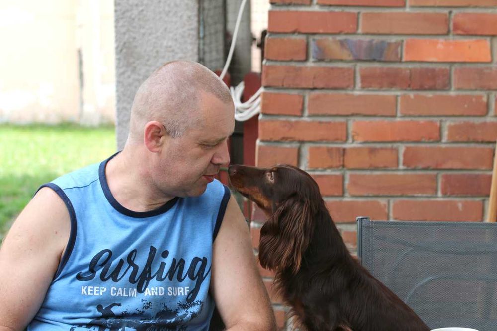 Jamnik Króliczy Długowłosy - CZEKOLADOWY gotowy do zmiany domku - ZKwP