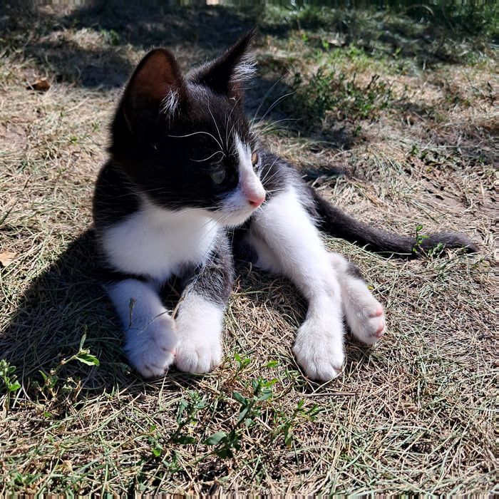 Кошеня шукає дім