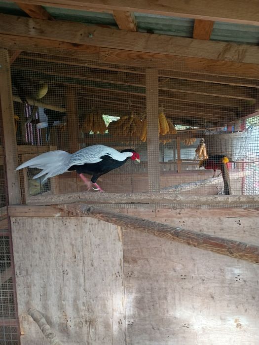 Bażanty kiścia srebrzystego