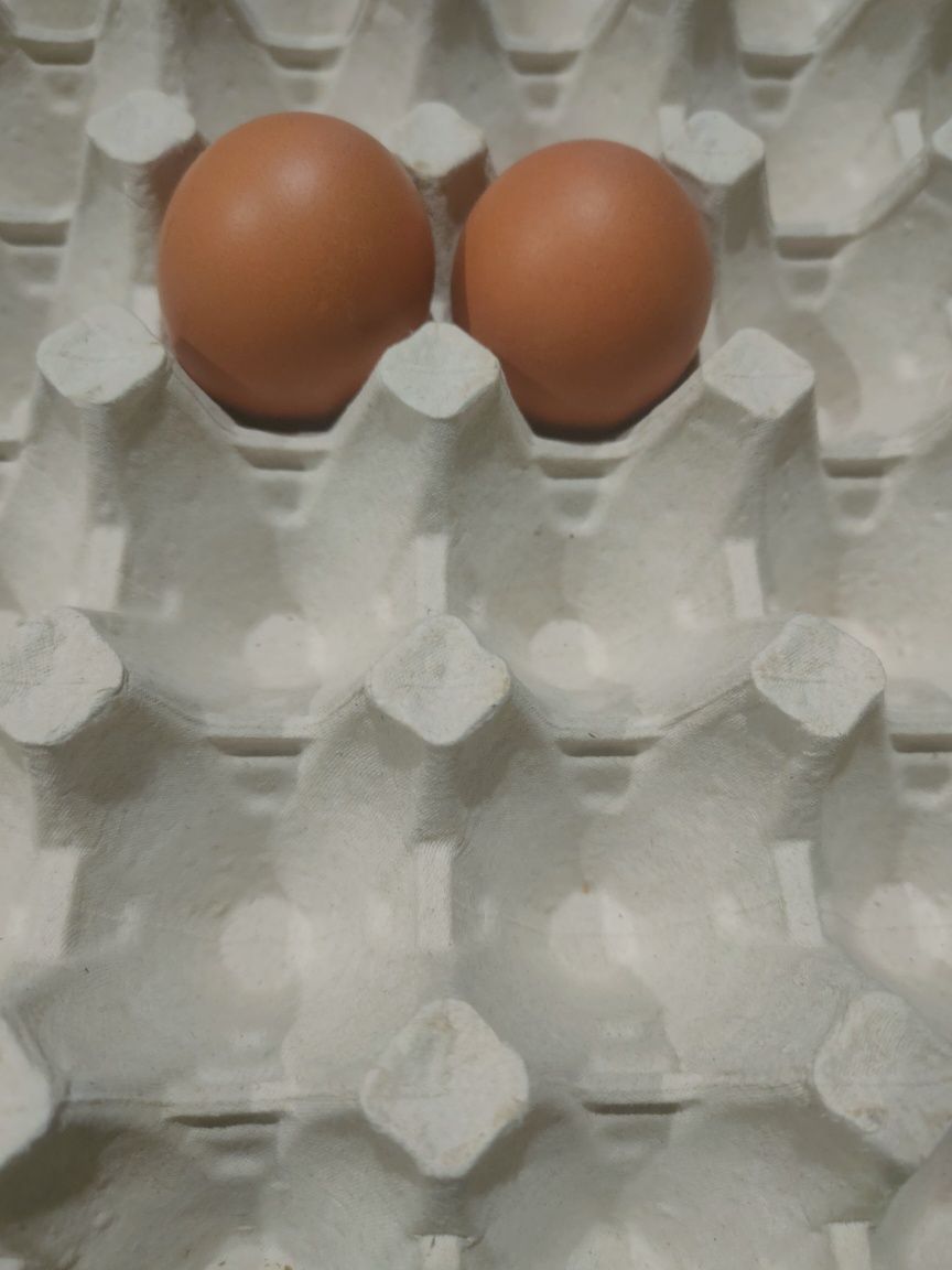 Лотки для куриных яиц
