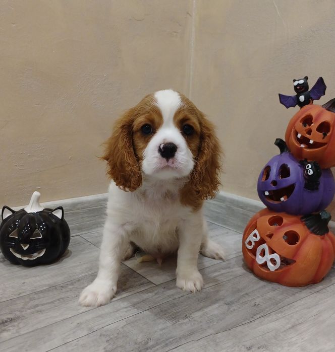 Cavalier King Charles Spaniel