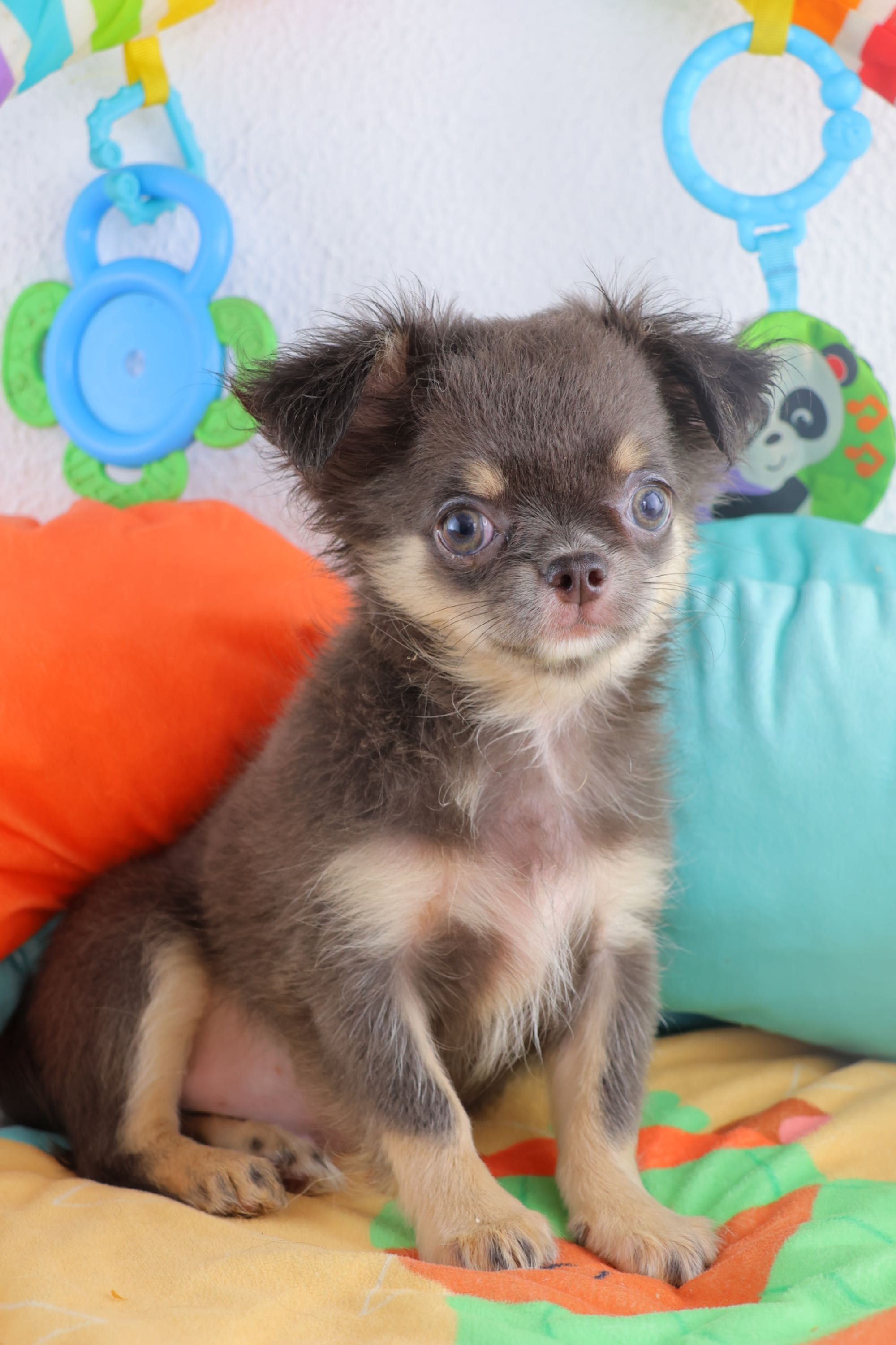 chihuahua macho pelo comprido