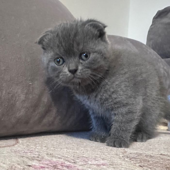 Продам шотландських котиків