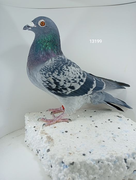 Likwidacja hodowli