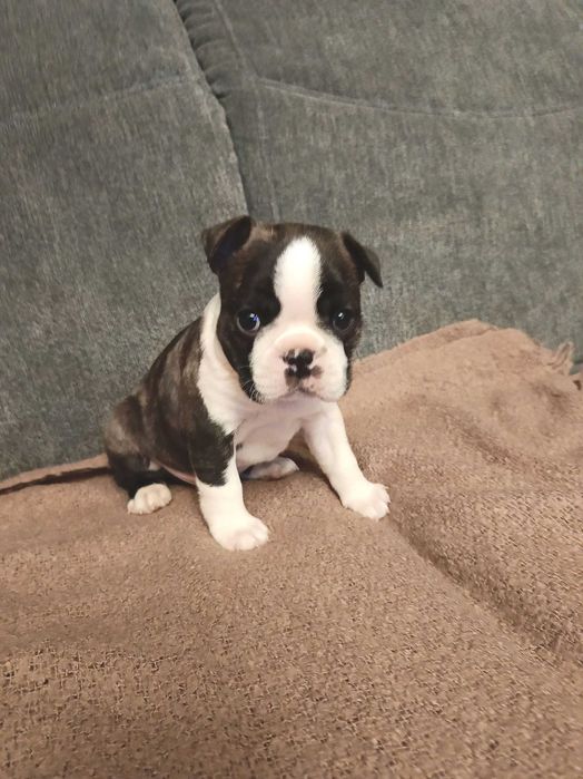 Boston Terrier suczka ZKwP, po Championie