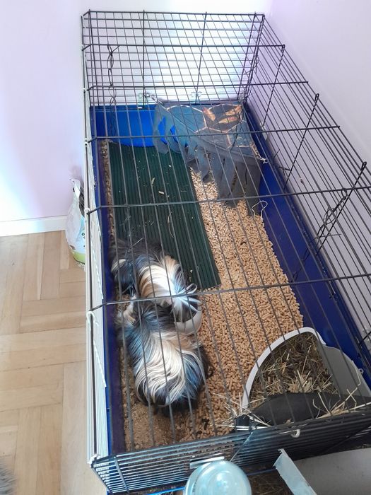 2 świnki morskie długowłose z klatką i acesoriami